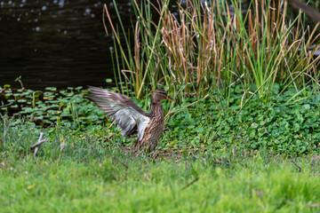 Brown gray duck spread its wings near the pond