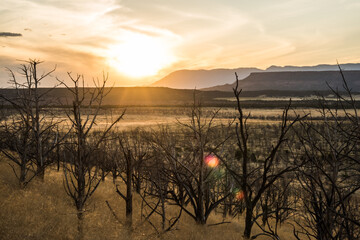 sunset over dead, burnt trees in Utah desert wilderness