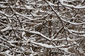 Close-up of thin brown tree branches covered in fresh snow