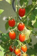 Delicious red tomatoes in the garden, Germany