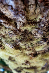 Lichens and mosses on a pine trunk