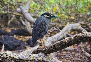 Yellow-crowned night-heron (Nyctanassa violacea), Isla Isabela, Galapagos Islands, Ecuador