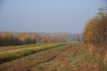Fototapeta premium Dirt road in the fields, going into the forest.