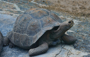 Galapagos giant tortoise (Chelonoidis nigra), Isla Isabela, Galapagos Islands, Ecuador