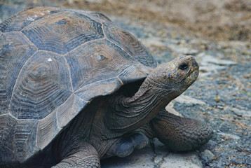 Galapagos giant tortoise (Chelonoidis nigra), Isla Isabela, Galapagos Islands, Ecuador