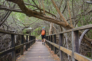 Walking in a mangrove trail, Isla Isabela, Galapagos Islands, Ecuador 