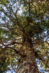 Fototapeta premium Pine Trees near Juneau - USA