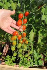 Tomato panicle in hand