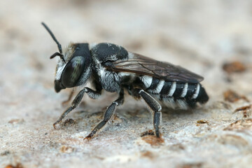 A small black and white leafcutter bee , Megachile apicalis, from Souther France