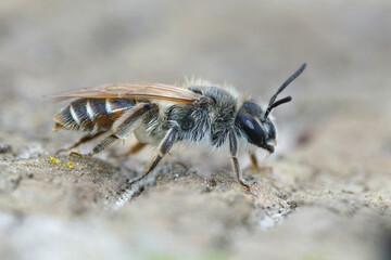 Close up of a female red-belied miner ( Andrena ventralis) with her typical red belly coloration