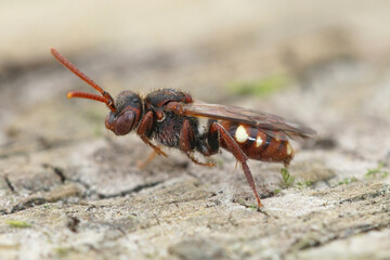 The bear-clawed Nomada bee is a rather small cleptoparasite species that hosts nests of the small sandpit mining bee, Andrena argentata