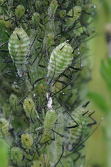 An aggregation of green aphids in the garden