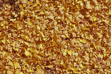 Golden yellow autumn leaves on a ginkgo tree.