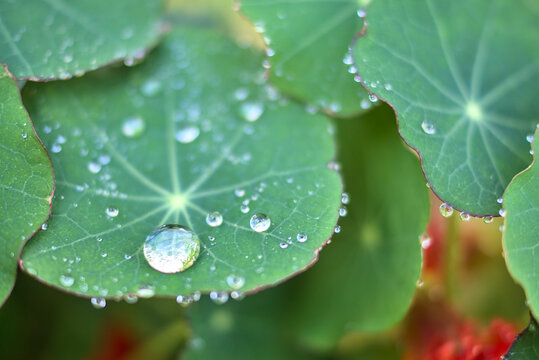 Beautiful morning close up view of water drops on super hydrophobic surface of nasturtium green leaves. Soft and selective focus