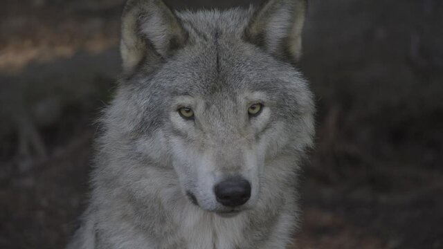 Timber wolf in the woods of a forest close up