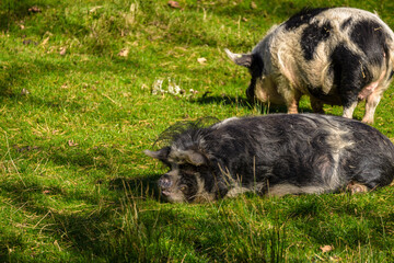 Two hairy pigs in the grass