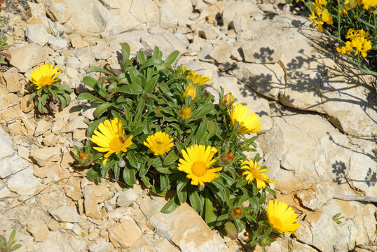 Yellow sea daisy, astericus maritimus