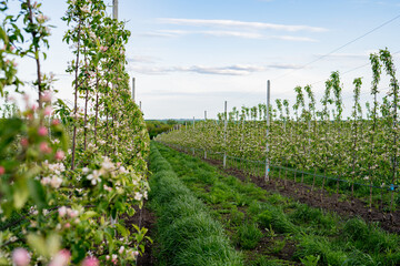 Young industrial apple orchard blossoms machinery driveway