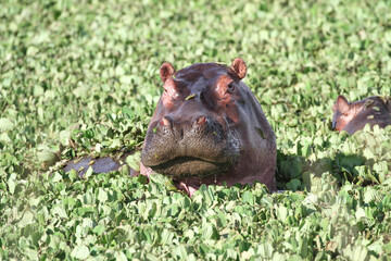 Hippo in the water cabbage