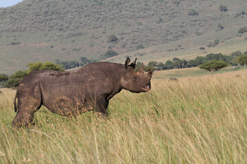 Fototapeta premium Rhino in the grass