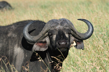 Obraz premium Cape buffalo portrait