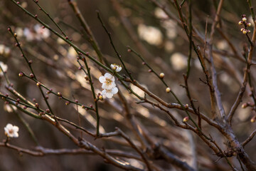 咲き始めた梅の花と蕾