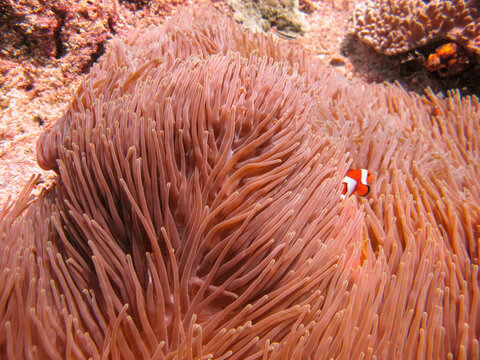 Little Ocellaris Anemonefish or False clown fish (Amphiprion ocellaris) inside of the Magnificent Sea Anemone (Heteractis magnifica)