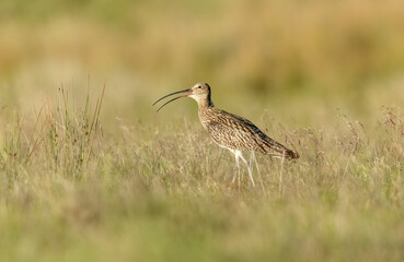 Curlew, Scientific name: Numenius arquata.  Adult Eurasian curlew facing left and calling with beak open in natural grassland habitat.  Blurred background.  Horizontal.  Space for copy.