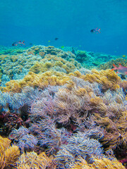 Naklejka na ściany i meble Beautiful underwater colourful stand of soft coral Spaghetti Finger Leather Coral (Sinularia flexibilis) in the marine park of Raja Ampat, West Papua 