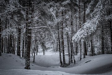 Winter forest background with snow on trees