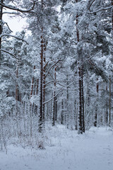Winter forest background with snow on trees