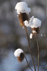 thistles in the snow © Katarzyna
