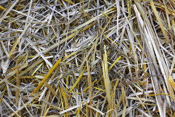 Hay texture. Hay bales are stacked in large stacks. Harvesting in agriculture.