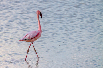striding flamingo