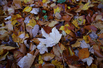 Nasses Herbstlaub