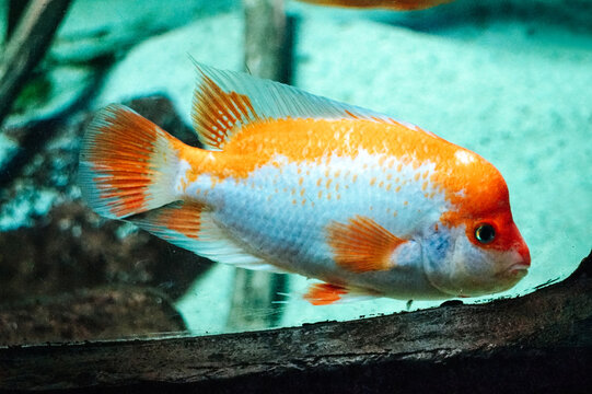 Amphilophus citrinellus - white and orange fish