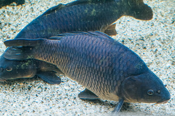 Naklejka premium Two black fish, bottom with stones