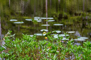 Pond in the forest