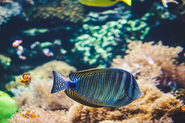 Naklejka na ściany i meble Coral reef, fish - saltwater aquarium