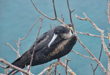 Frigatebirds (Fregata magnificens) female, Isla San Cristobal, Galapagos Islands, Ecuador 