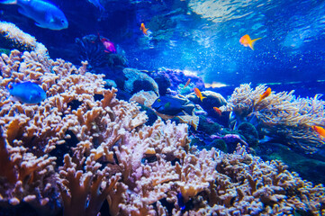 Fototapeta na wymiar Coral reef, fish - saltwater aquarium
