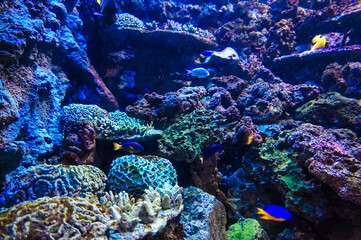 Coral reef, fish - saltwater aquarium