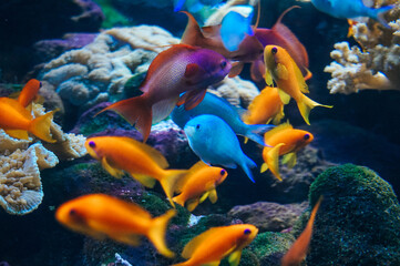 Fototapeta na wymiar Coral reef, fish - saltwater aquarium