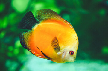 Obraz premium Orange discus fish - side view