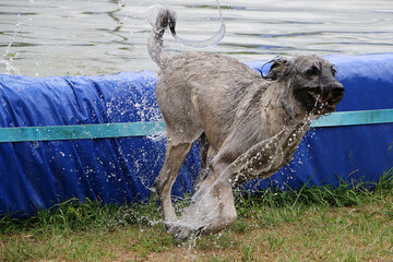 Selective focus shot of a cute dog wet Irish wolfhound near an inflatable pool