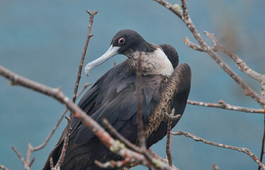 Frigatebirds (Fregata magnificens) female, Isla San Cristobal, Galapagos Islands, Ecuador 