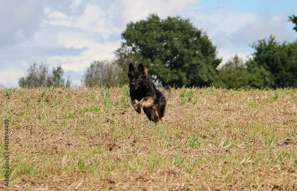 Sticker Selective focus shot of a cute running German Shepherd