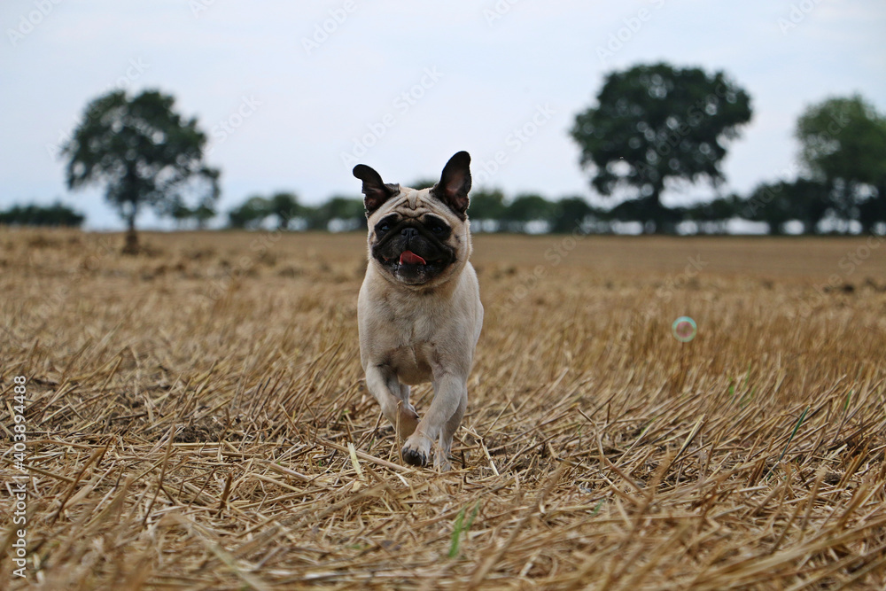 Sticker Selective focus shot of a cute running Pug