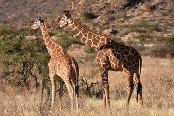 Reticulated giraffe in Samburu National Reserve, Kenya