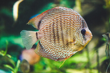 White and brown discus fish - side view
